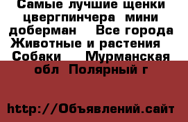 Самые лучшие щенки цвергпинчера (мини доберман) - Все города Животные и растения » Собаки   . Мурманская обл.,Полярный г.